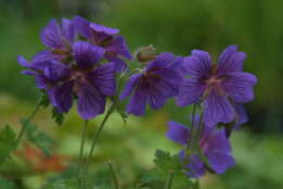 Geranium x magnificum bestellen